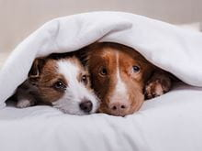 2 Berth Pet Friendly Outside Cabin