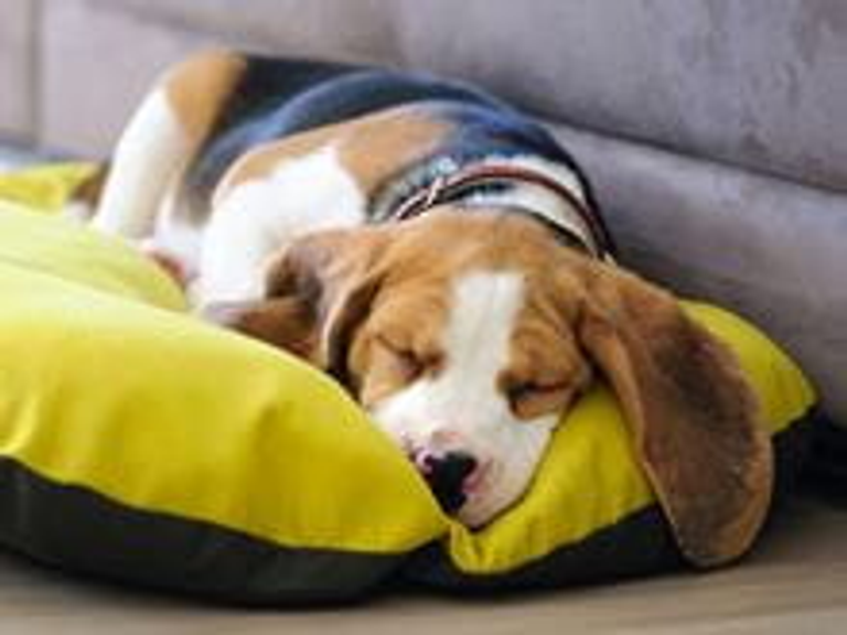 4 Berth Pet Friendly Inside Cabin