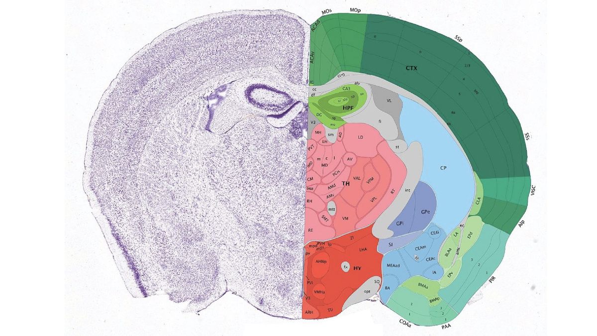 Anatomical structures of the mouse brain