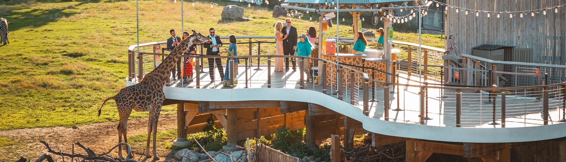 People feeding giraffes on the Toledo Zoo's Giraffe Feed Deck.