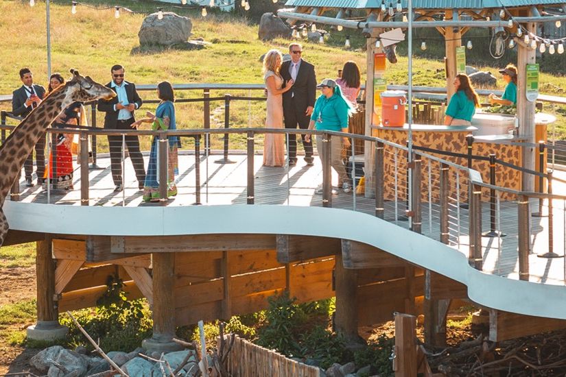 People feeding giraffes on the Toledo Zoo's Giraffe Feed Deck.
