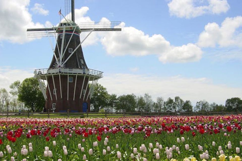 The DeZwaan windmill standing beyond a field of various rows of tulips at the Windmill Island Gardens.