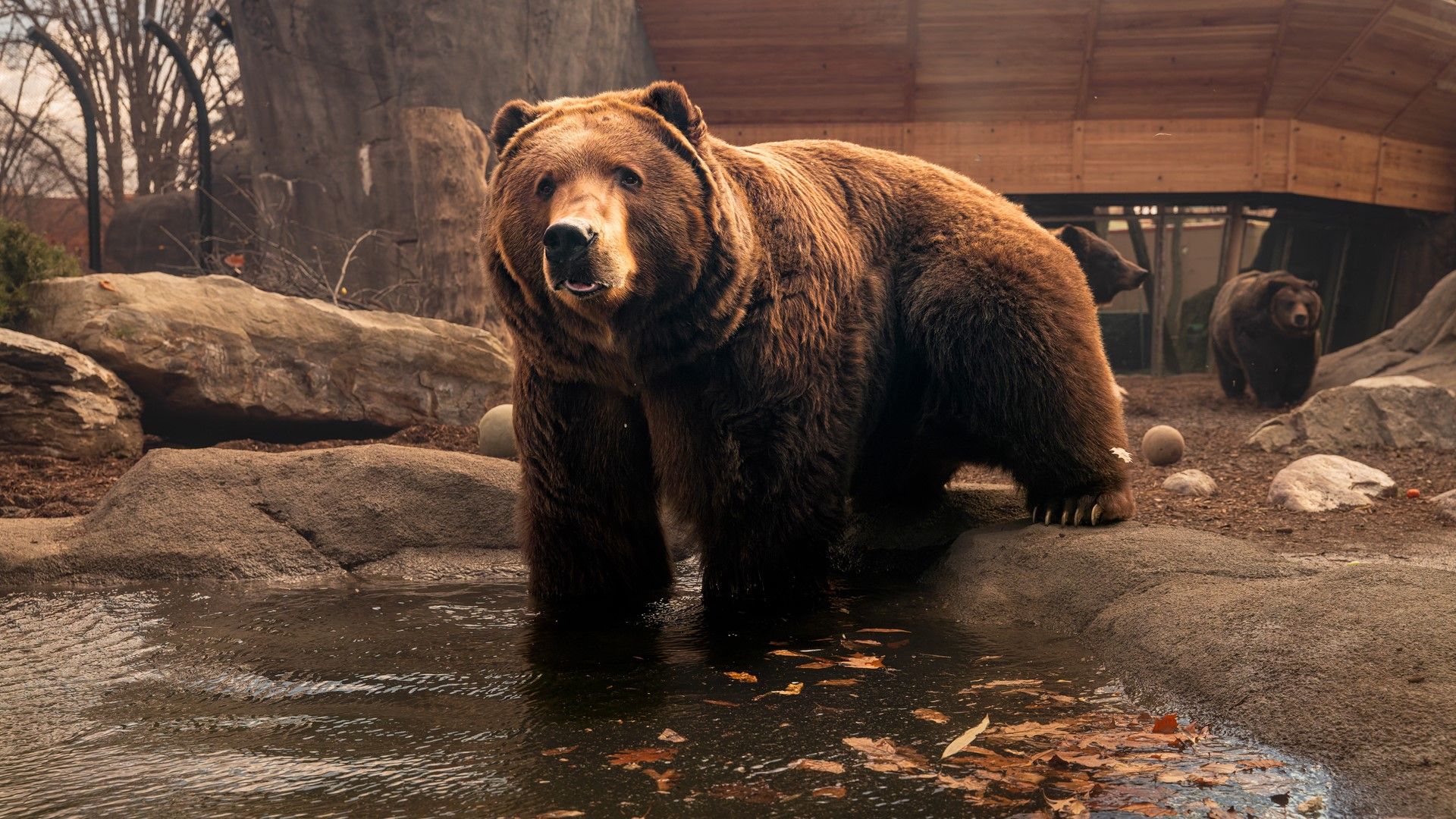 Brown bears roaming their enclosure.