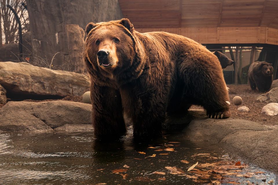 Brown bears roaming their enclosure.