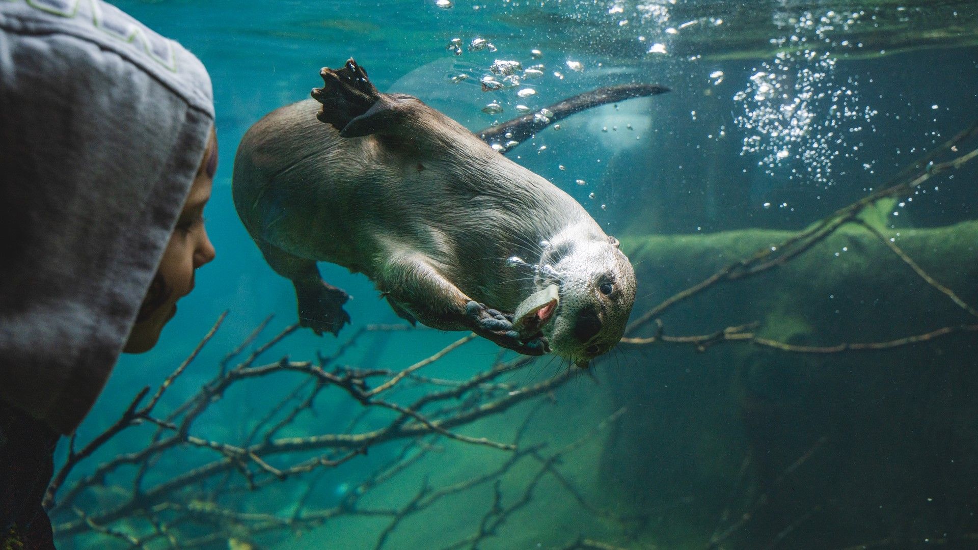 Child watching an otter swim underwater from a below surface bay window.