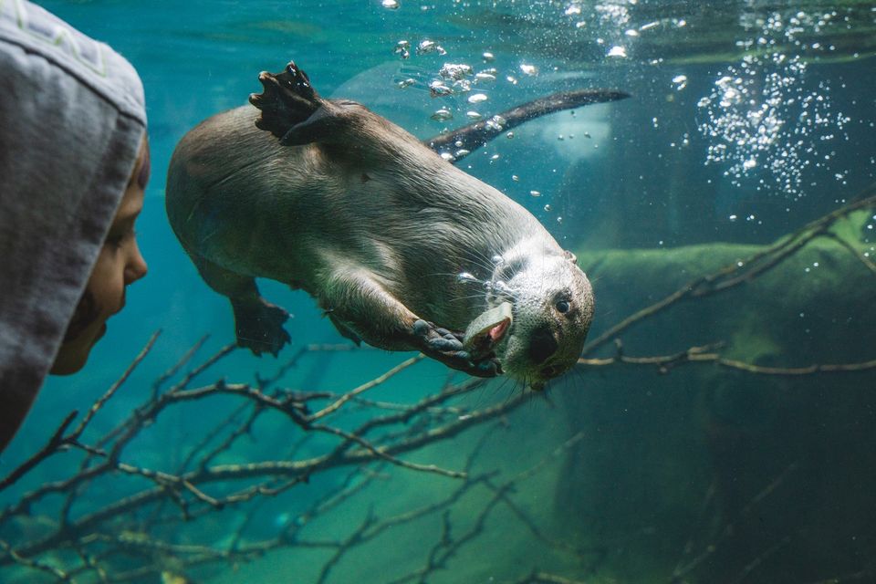 Child watching an otter swim underwater from a below surface bay window.