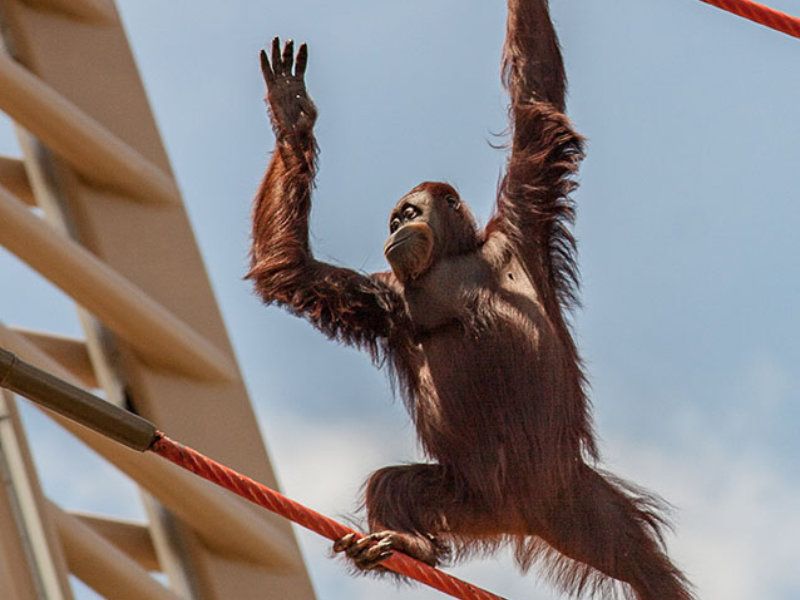 An Orangatang climing up ropes.