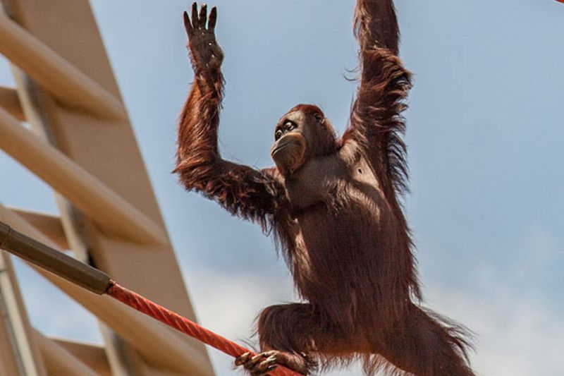 An Orangatang climing up ropes.