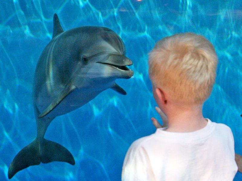 A child and a dolphin looking at eachother in the aquarium.