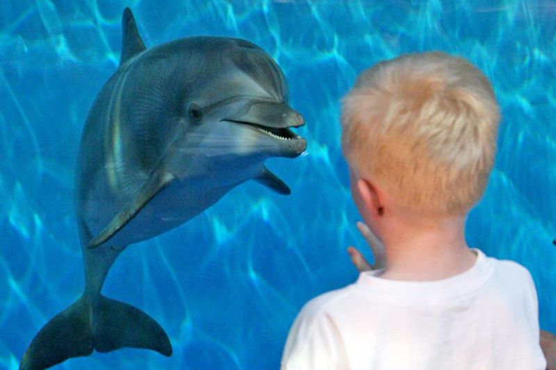 A child and a dolphin looking at eachother in the aquarium.