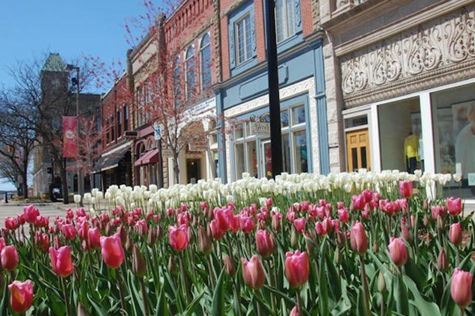 Pink and white tulips along sidewalk of business shops in Holland, MI.