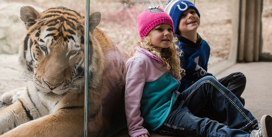 Two children, a boy and a girl, sitting in front of a tiger behind a window pane.