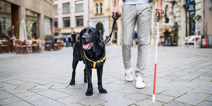 A visually impaired person with a white cane and a guide dog. Photo