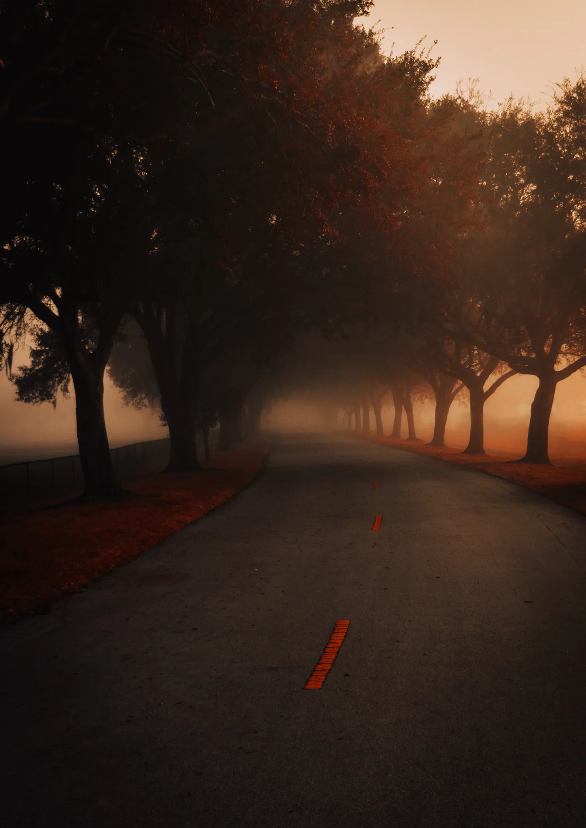 Tree-lined road glowing through warm morning fog.