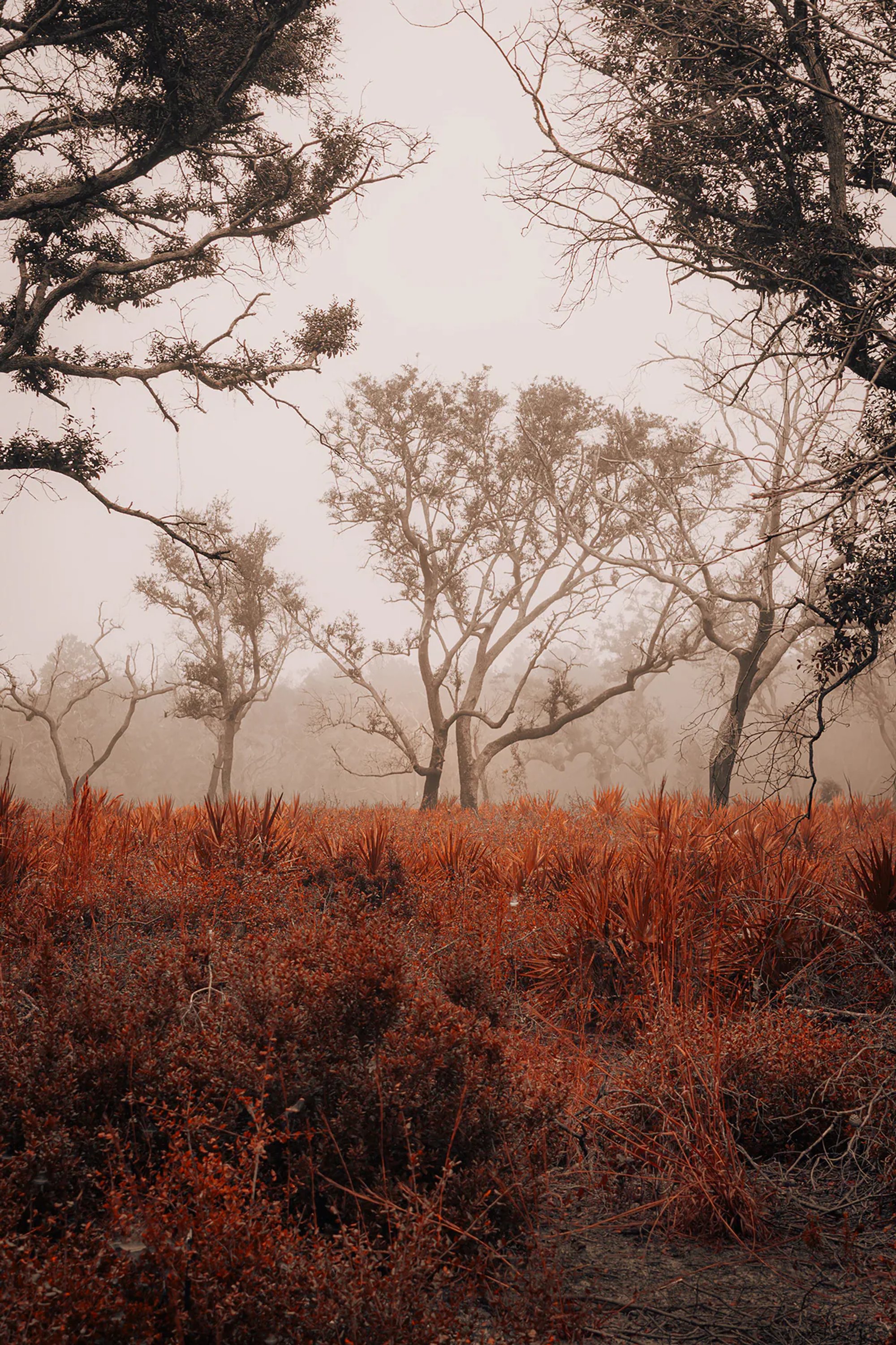 Trees and rust-colored brush in a misty landscape.