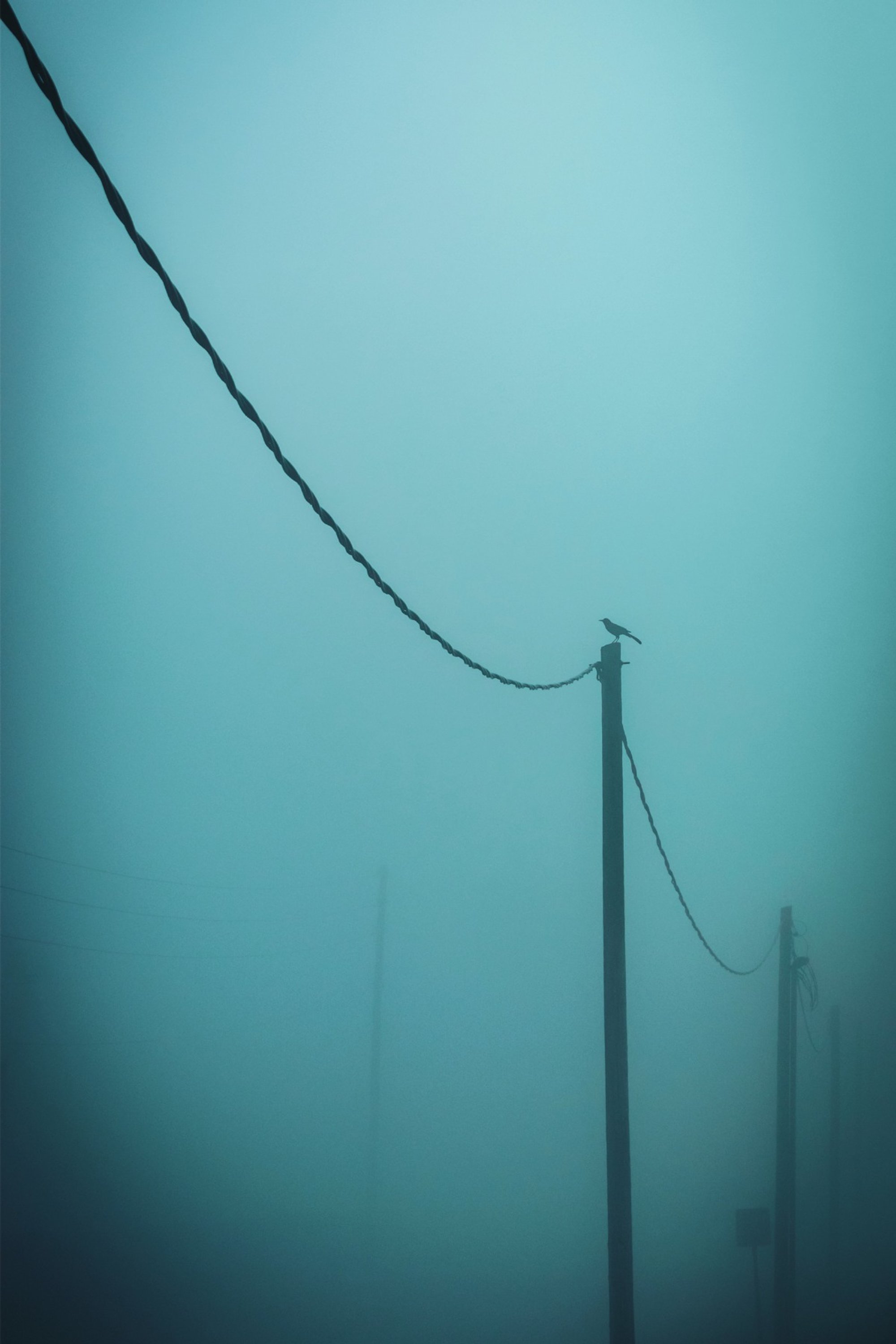 Bird perched on a utility pole and cable in dense blue fog.