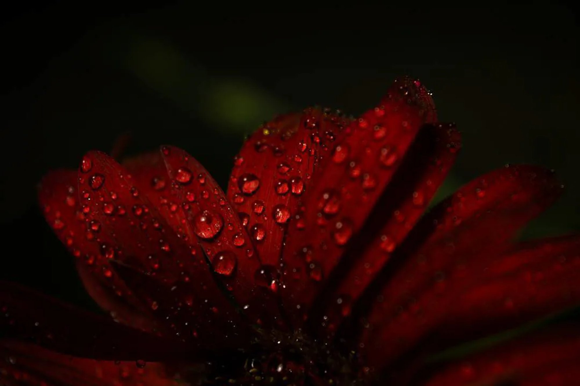 Close view of a deep red flower covered in water droplets.
