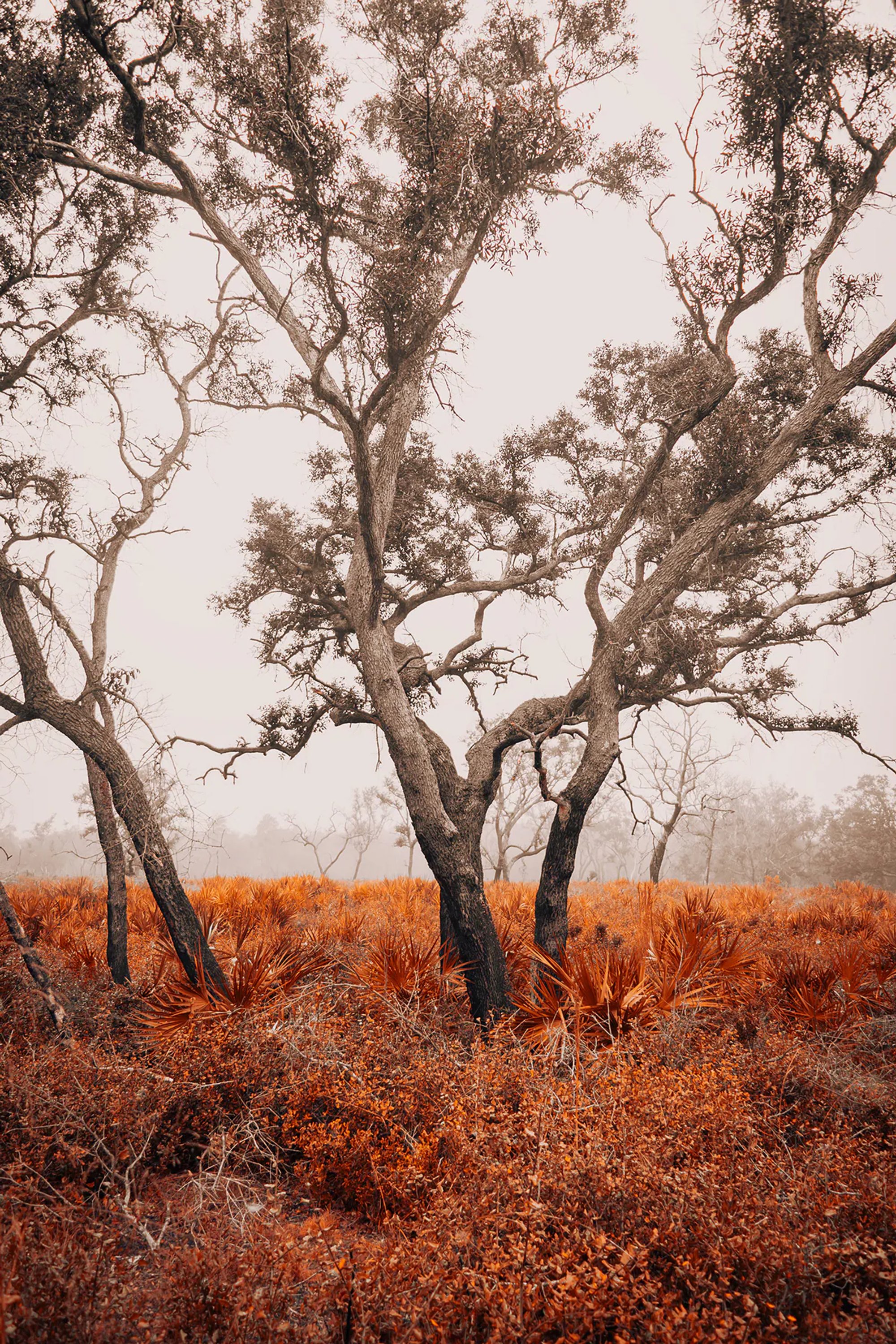 Sparse trees rising from rust-colored grass in a misty field.