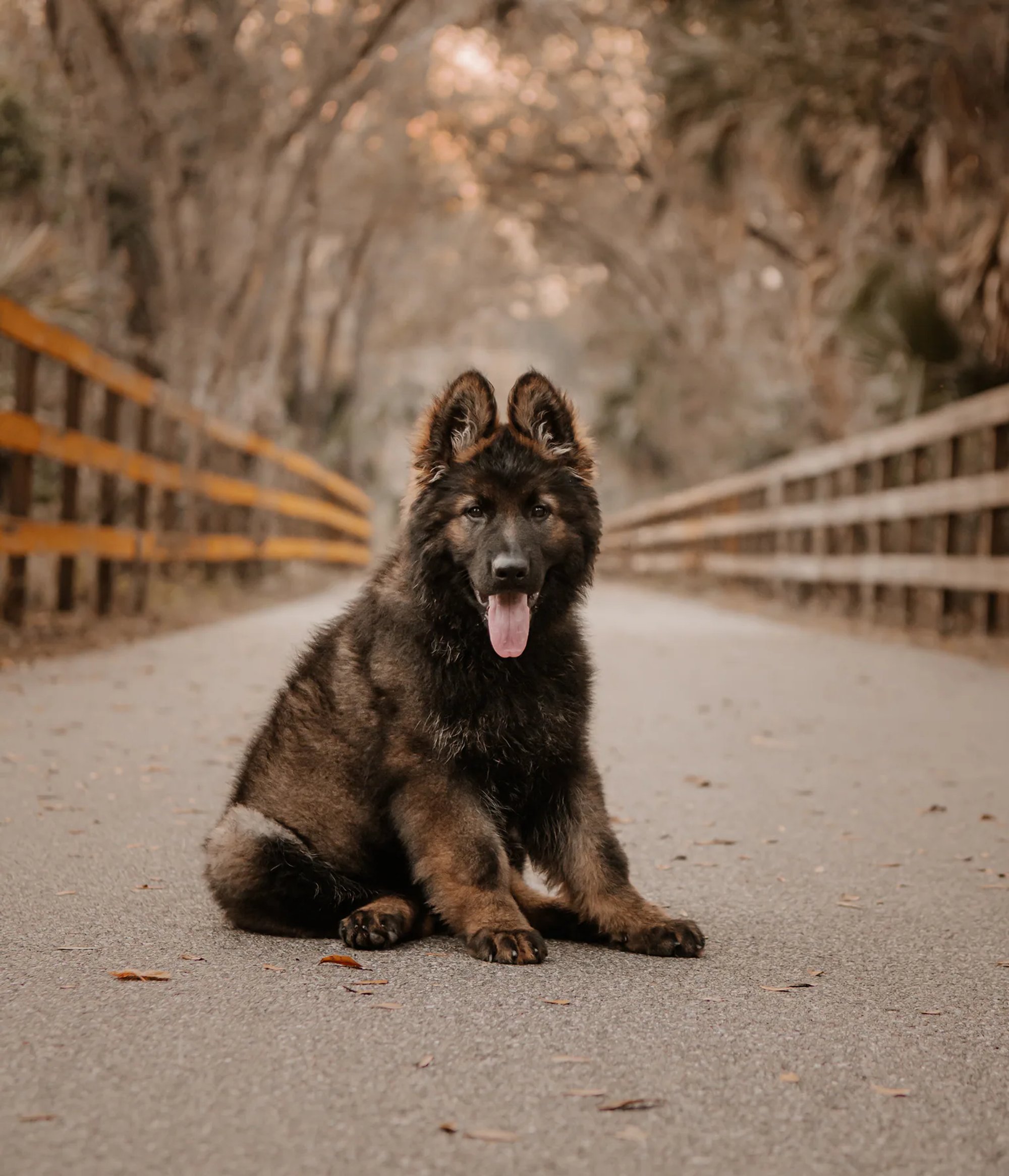 Portrait of a fluffy black dog seated in the middle of a quiet road.