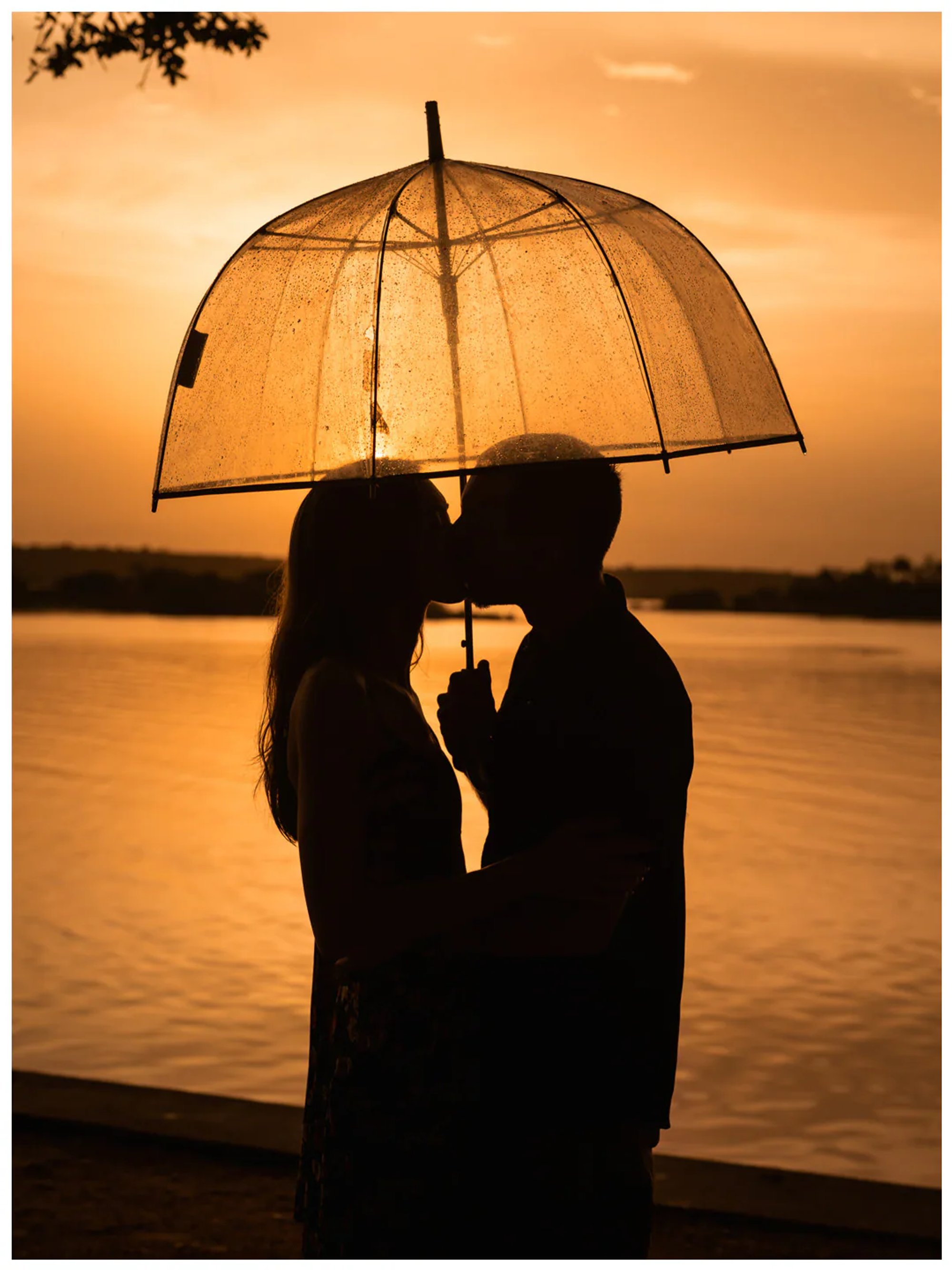 Vertical silhouette of a couple kissing beneath a clear umbrella at Washington Oaks Gardens State Park.