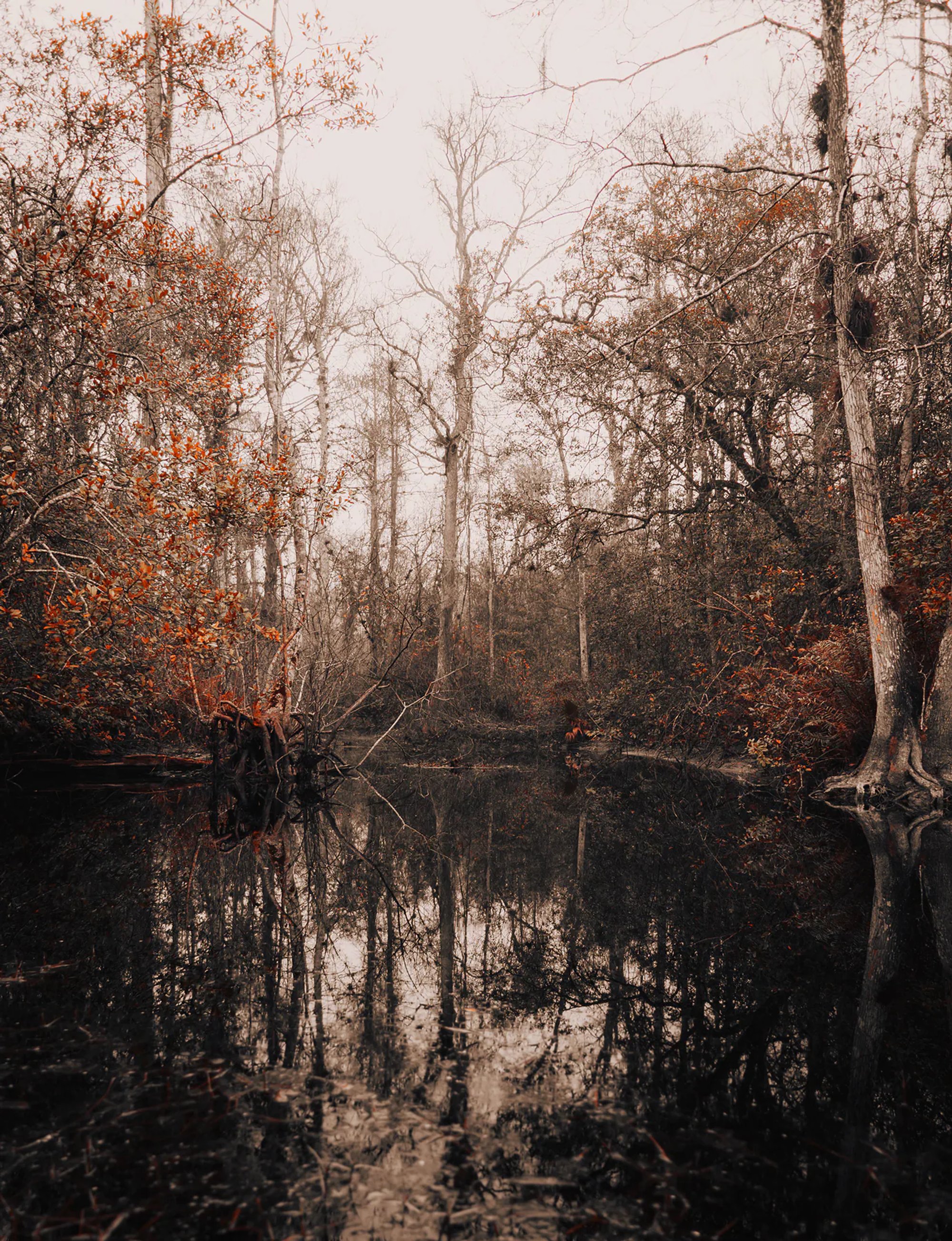 Wooded wetland reflected in still dark water.
