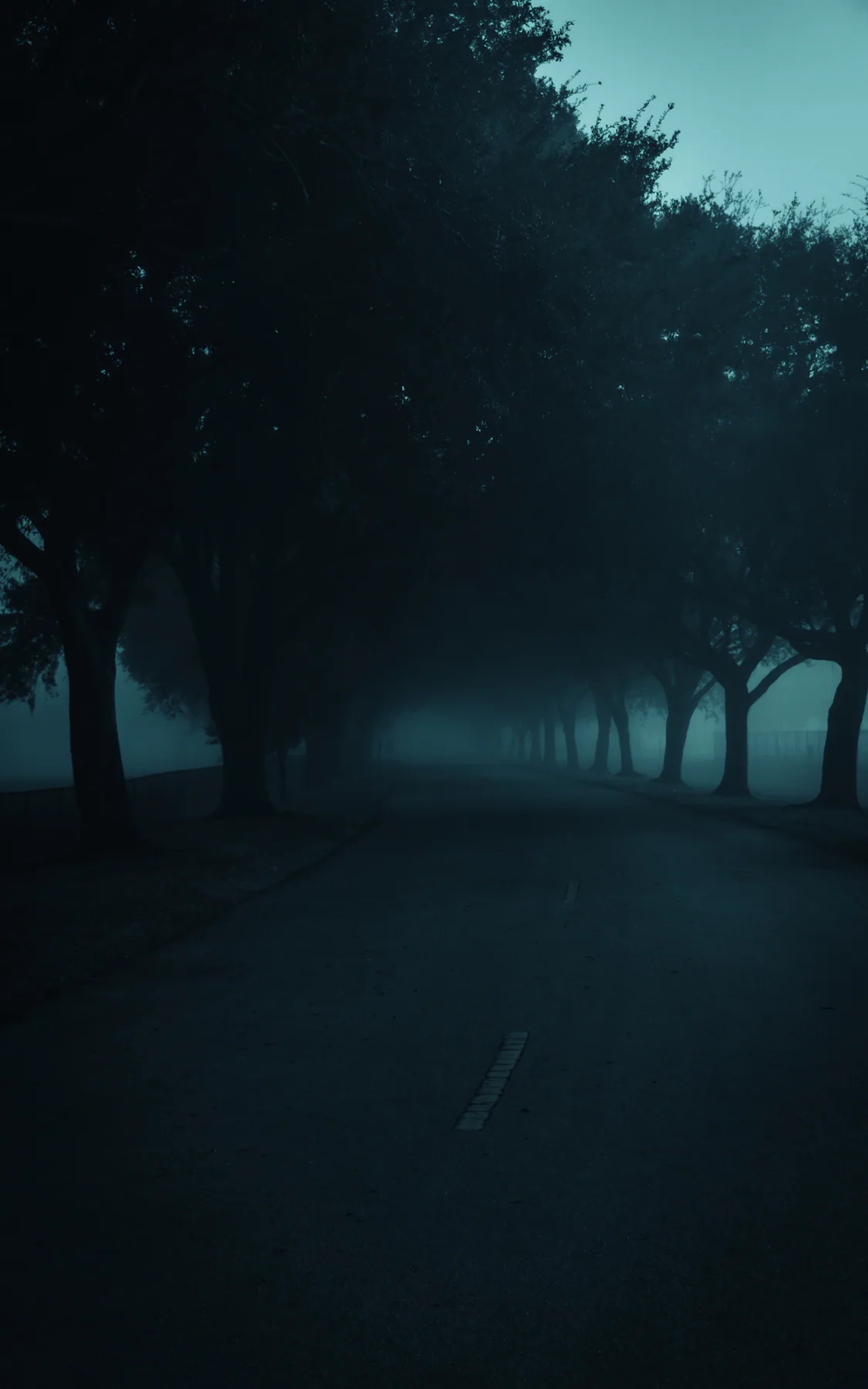Dark trees along a road in heavy morning fog.