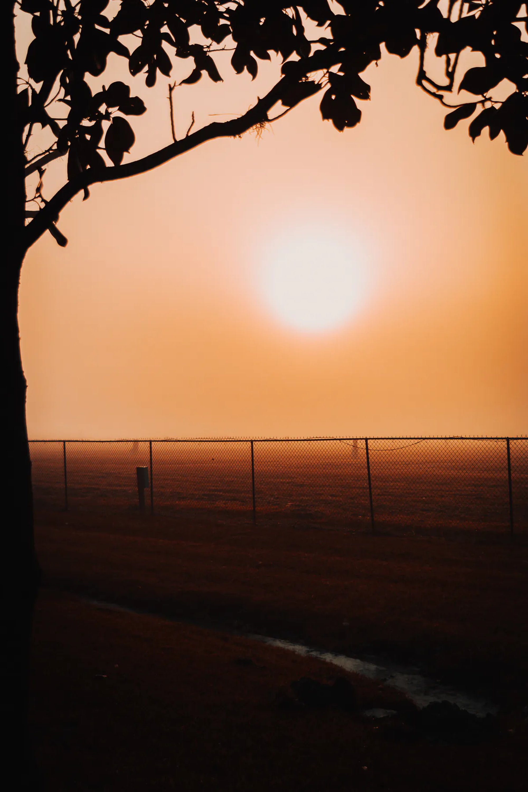 Sun setting over the ocean horizon framed by silhouetted tree branches.