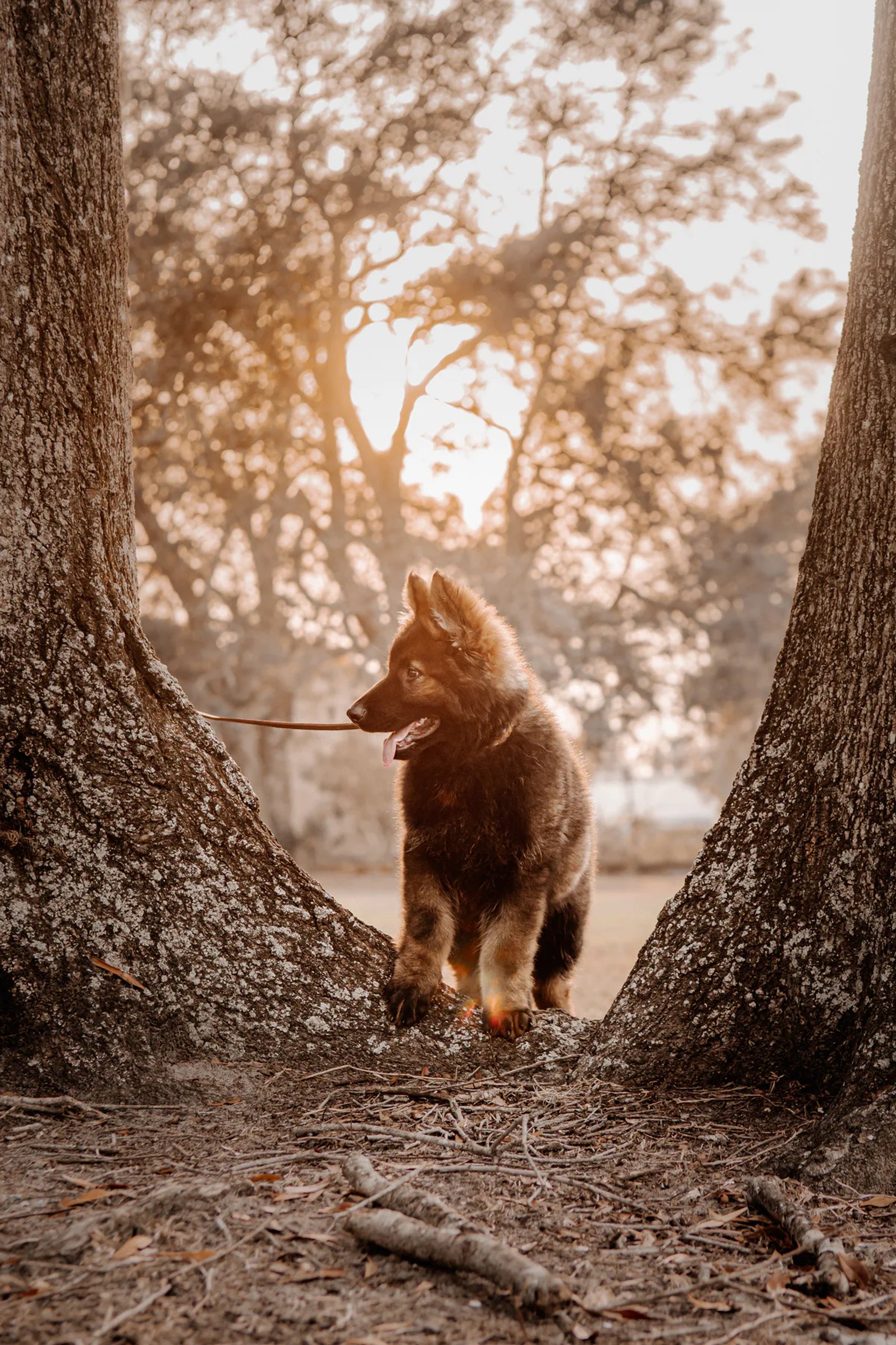 Fluffy black dog framed between two tree trunks in warm sunlight.