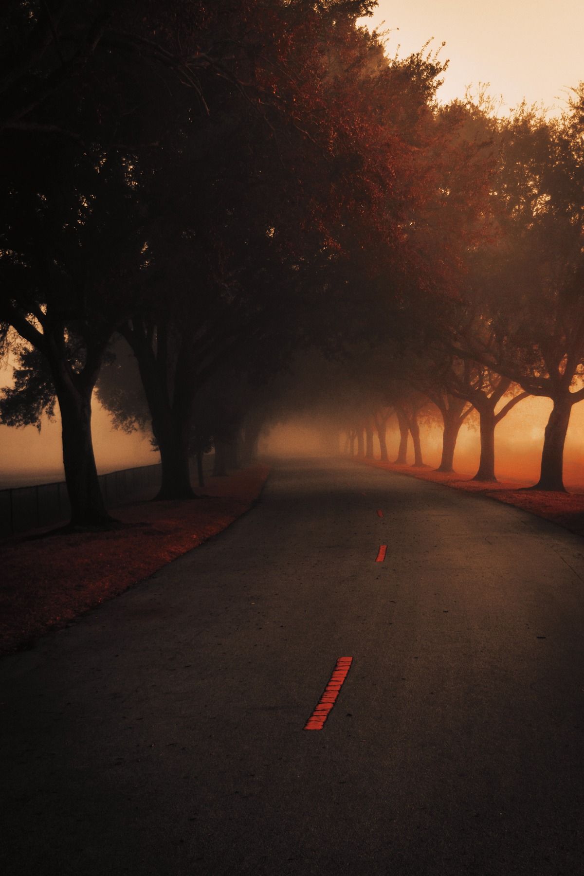 Foggy tree-lined road with warm red light and red center markings.