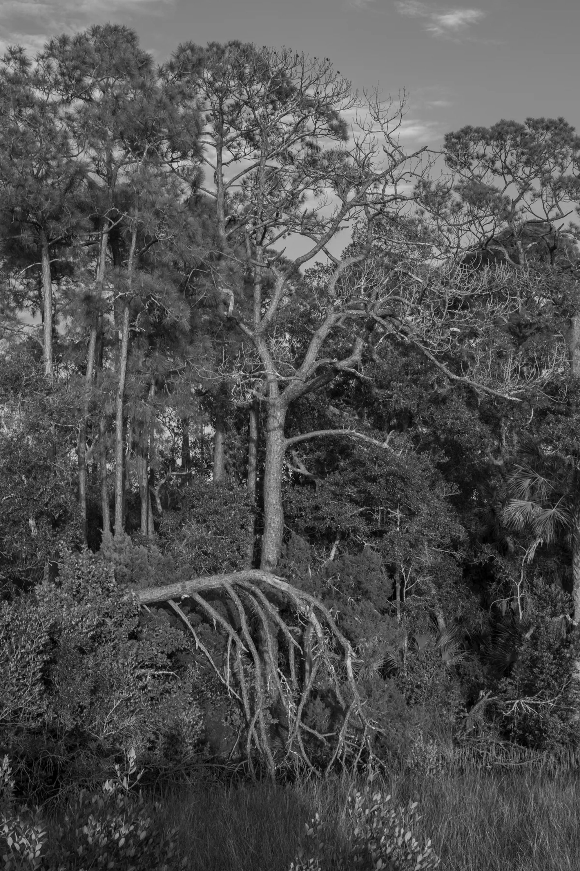 Spanish moss hanging from live oak trees in black and white.