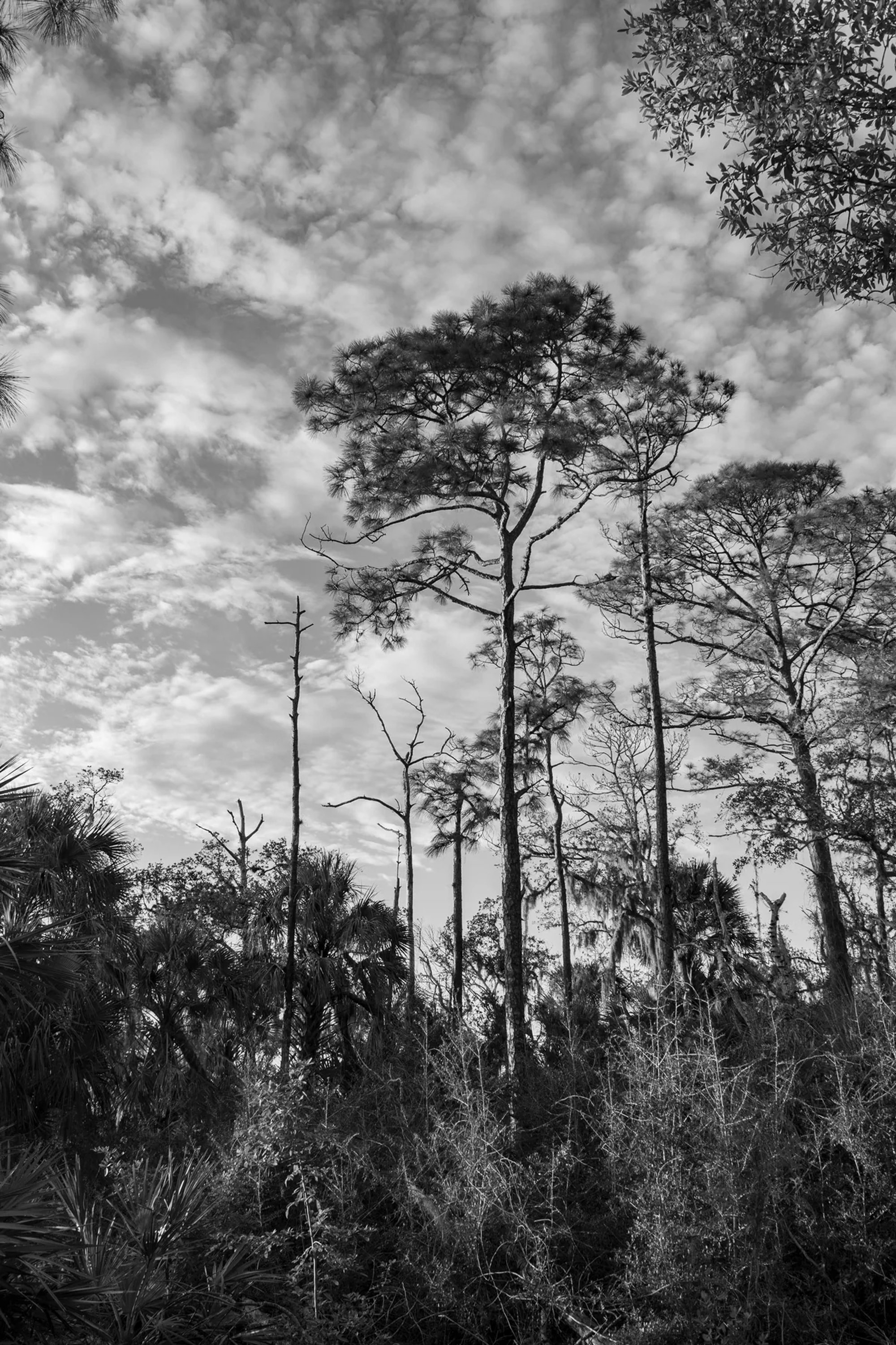 Tall pine tree above dense palms in a black-and-white landscape.