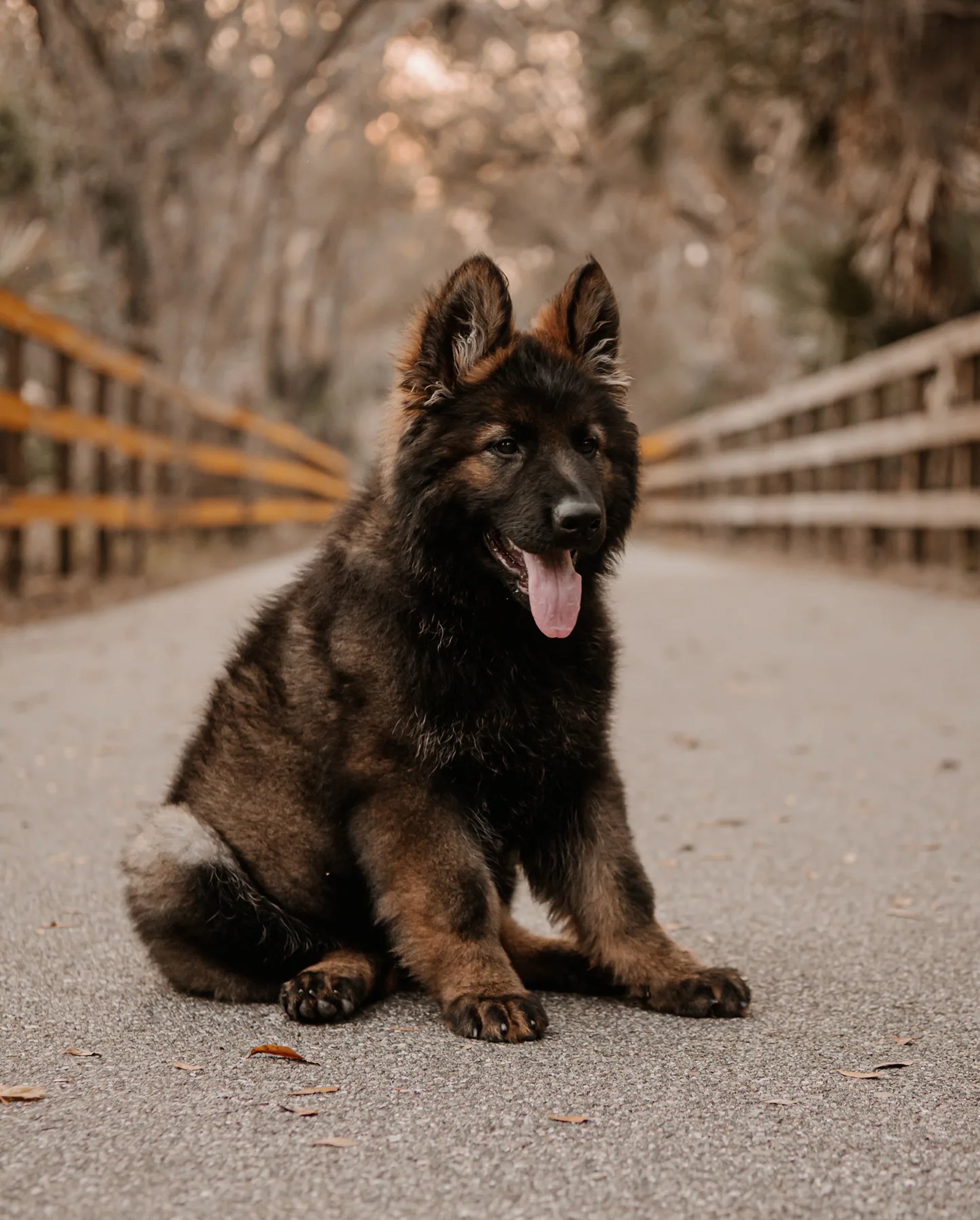Fluffy black dog sitting alone on a tree-lined road.