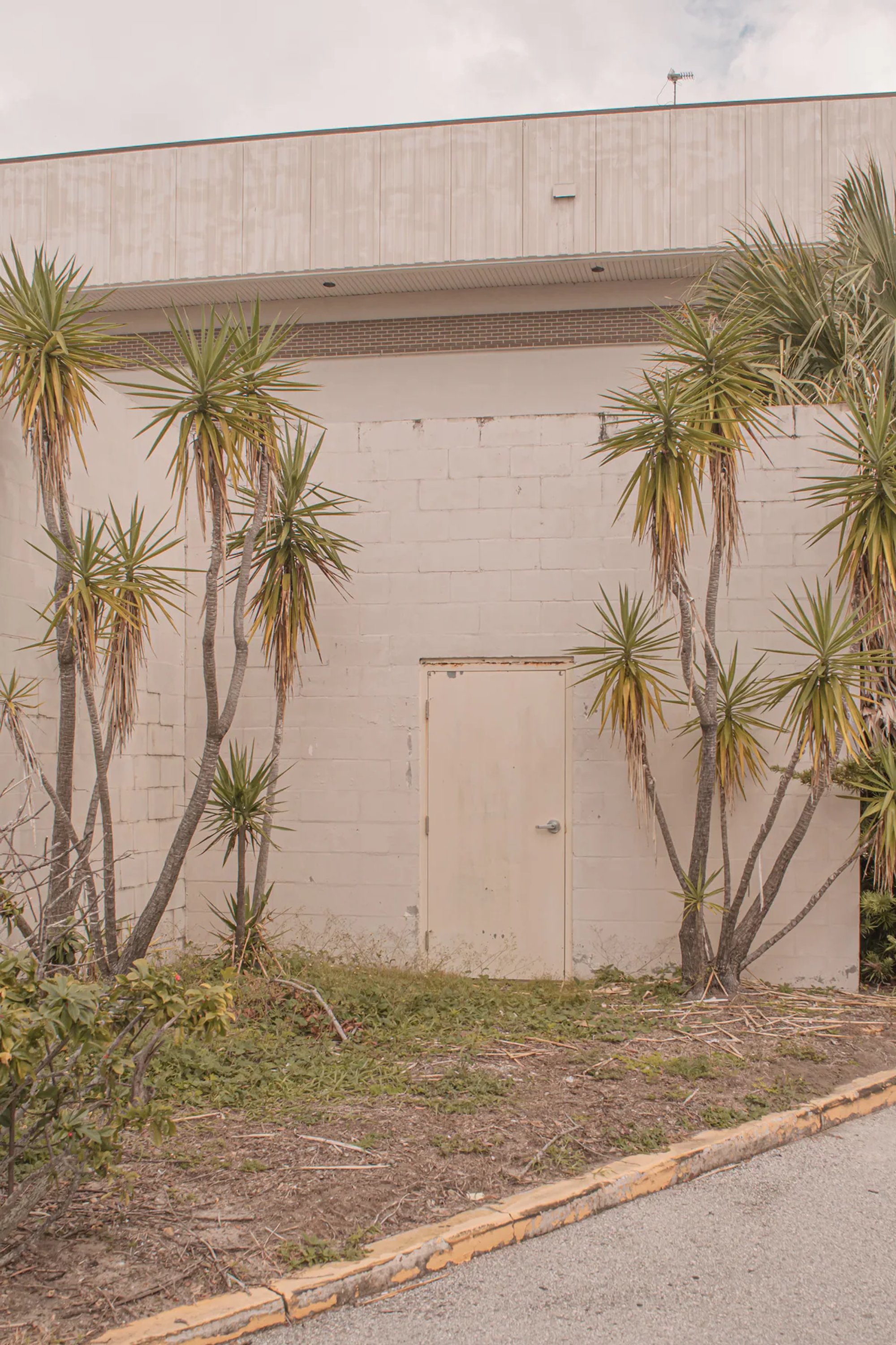 Plain warehouse door framed by slender palm plants.