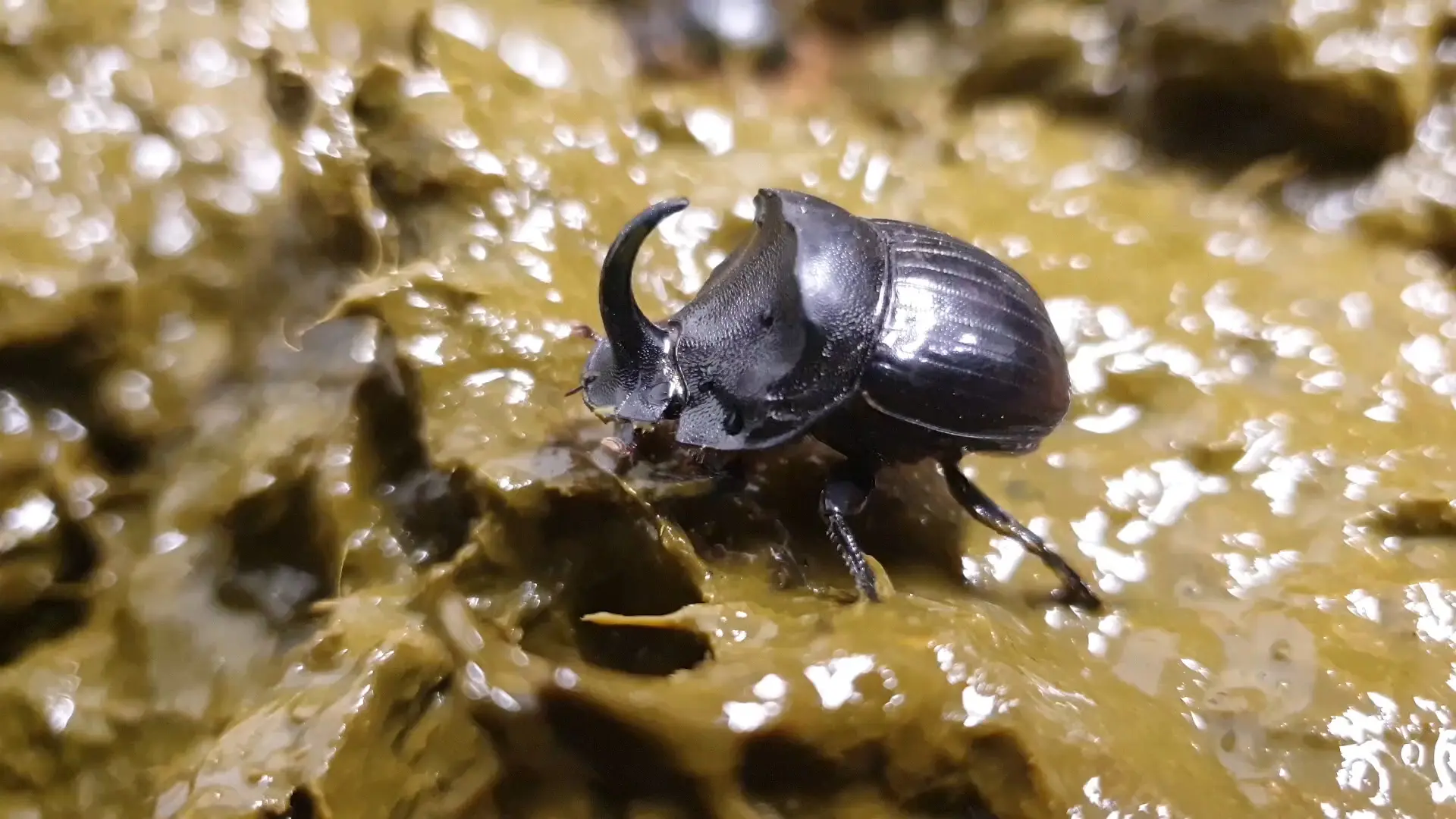 Dung Beetles May Save Us