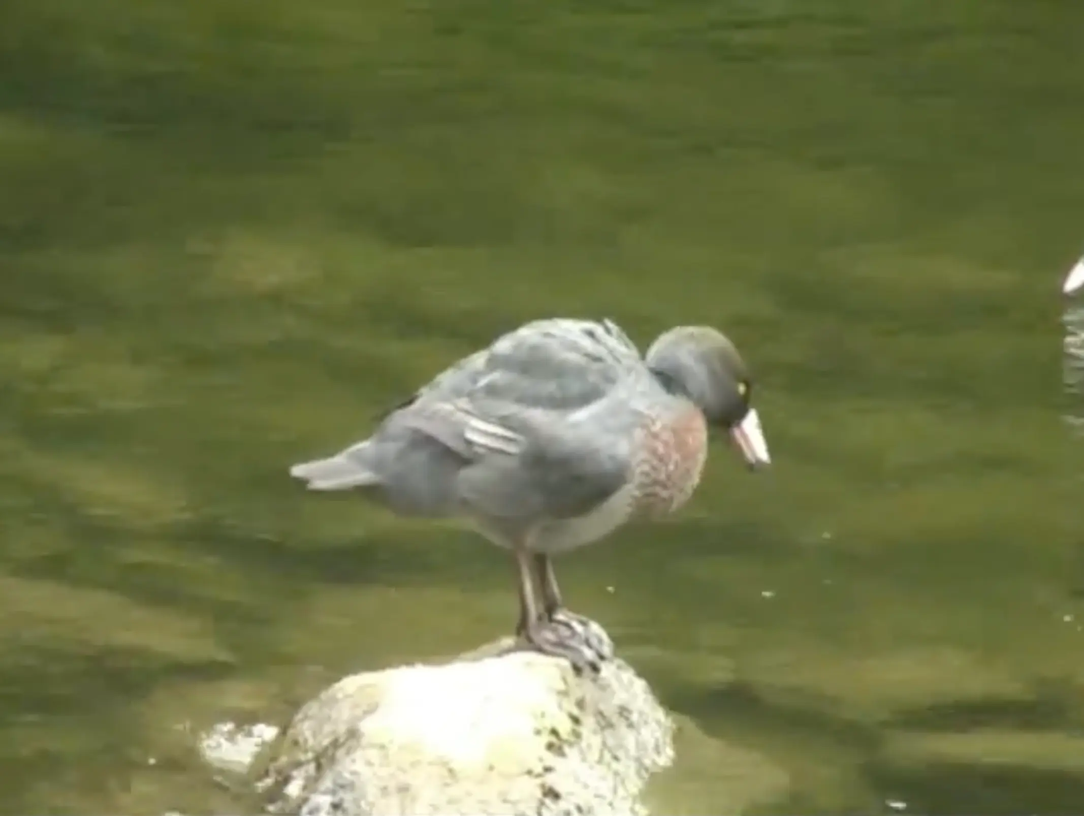 Protect Blue Ducks