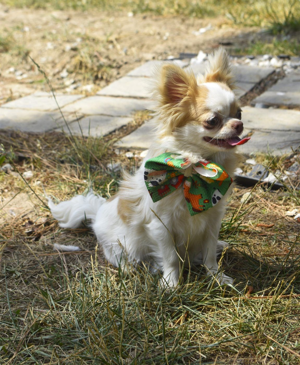Tiara, a Chihuahua at Charlotte's Web of Chihuahuas