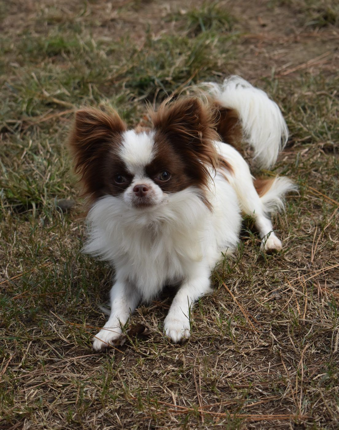 Axel Rose, a Long Coat Chocolate & White at Charlotte's Web of Chihuahuas