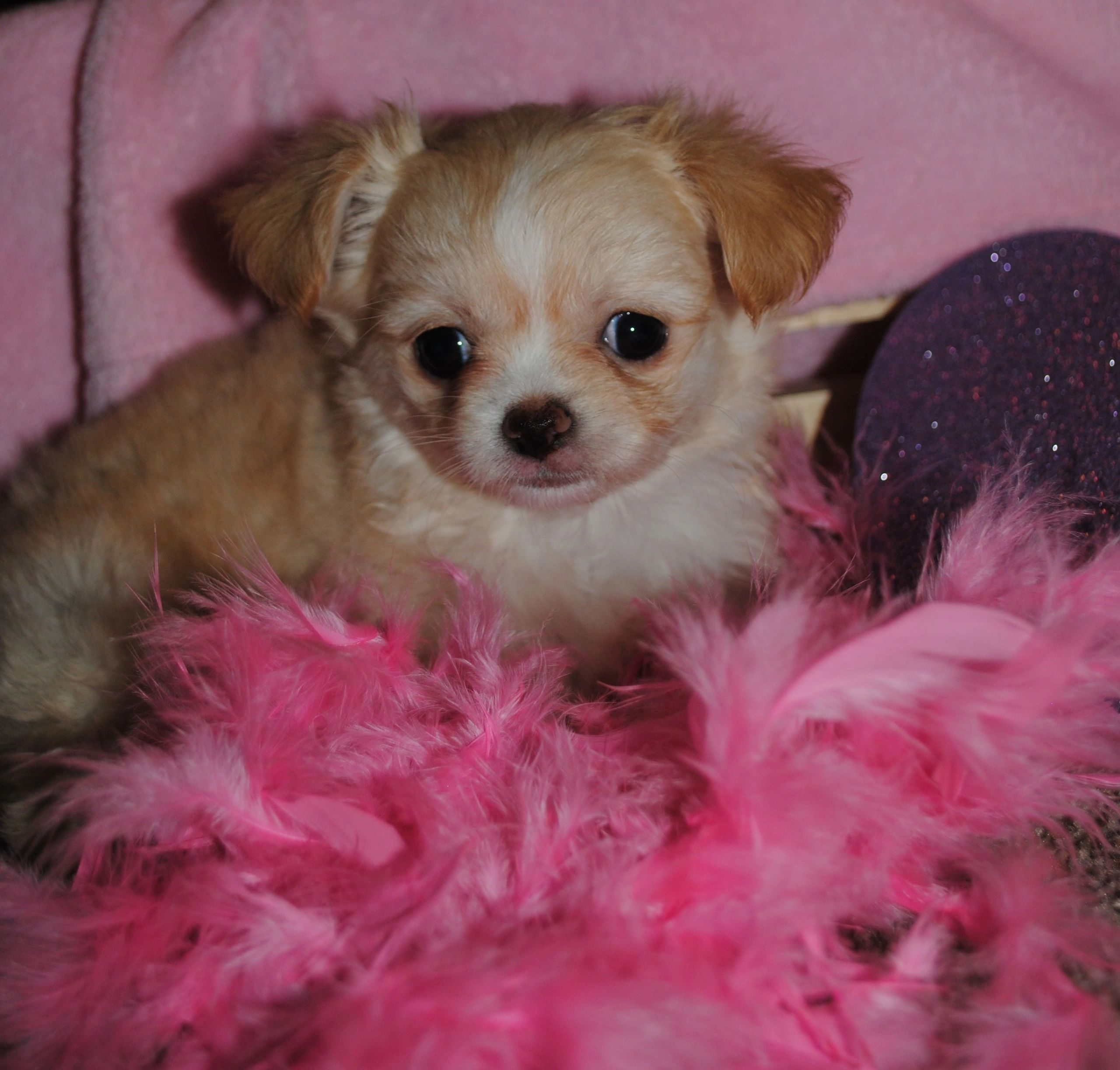 A Charlotte's Web Chihuahua