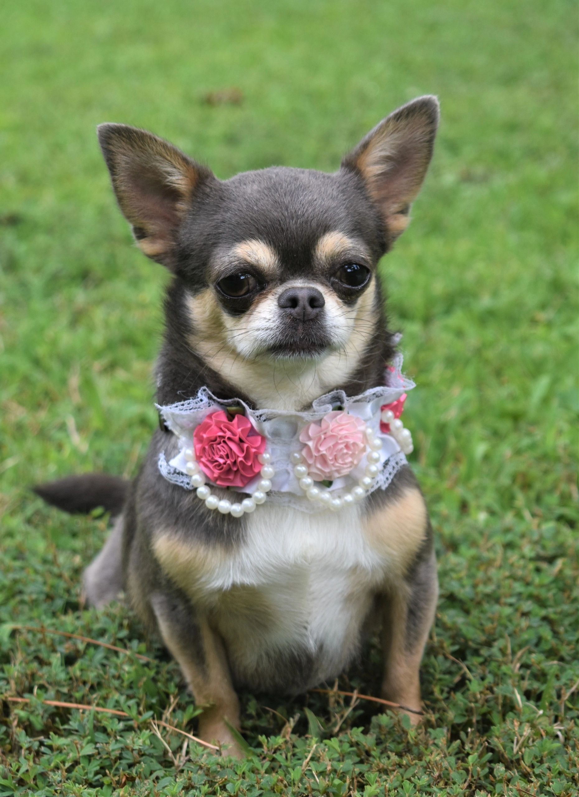 Ellie Mae, a Blue at Charlotte's Web of Chihuahuas