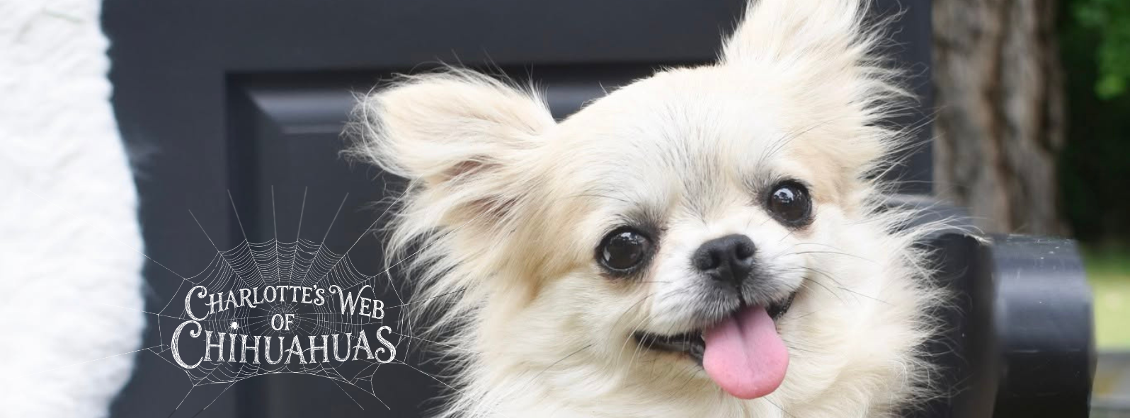 Charlotte's Web of Chihuahuas