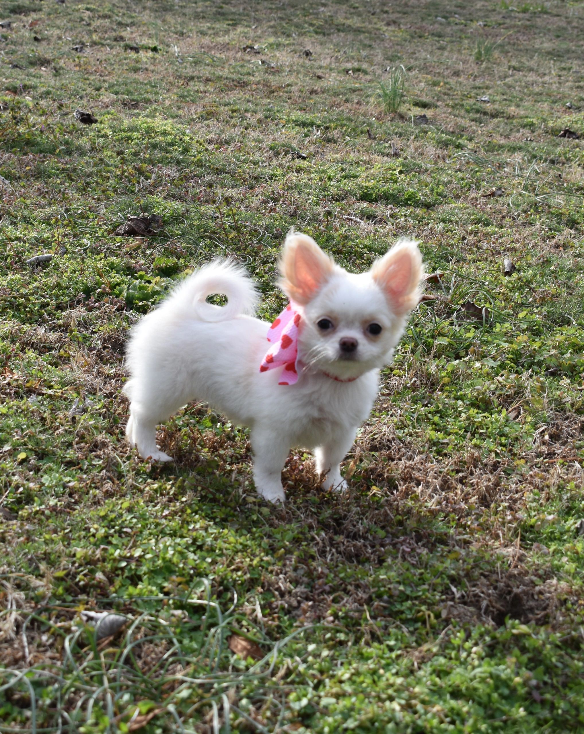 A Charlotte's Web Chihuahua
