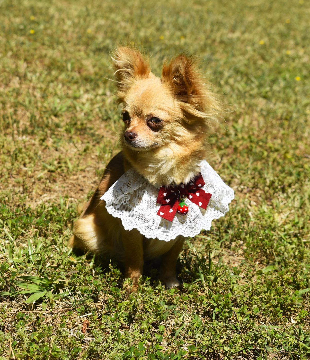 Treasure, a Sable Long Coat at Charlotte's Web of Chihuahuas
