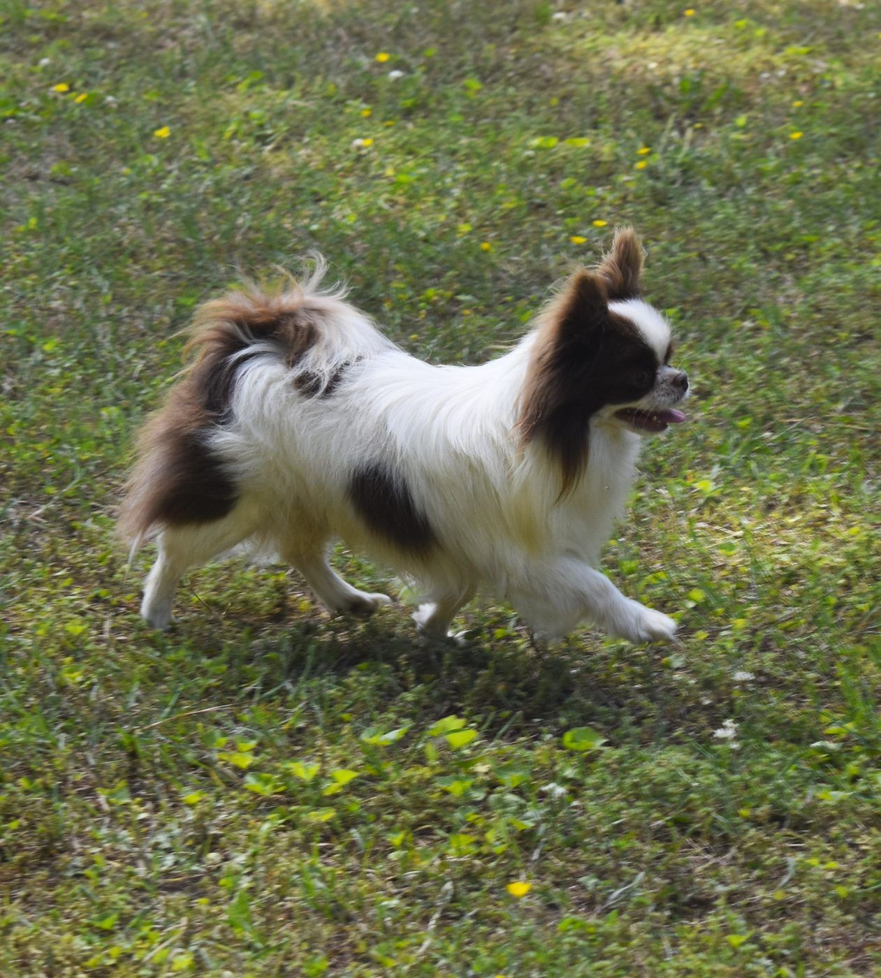 Axel Rose, a Long Coat Chocolate & White at Charlotte's Web of Chihuahuas