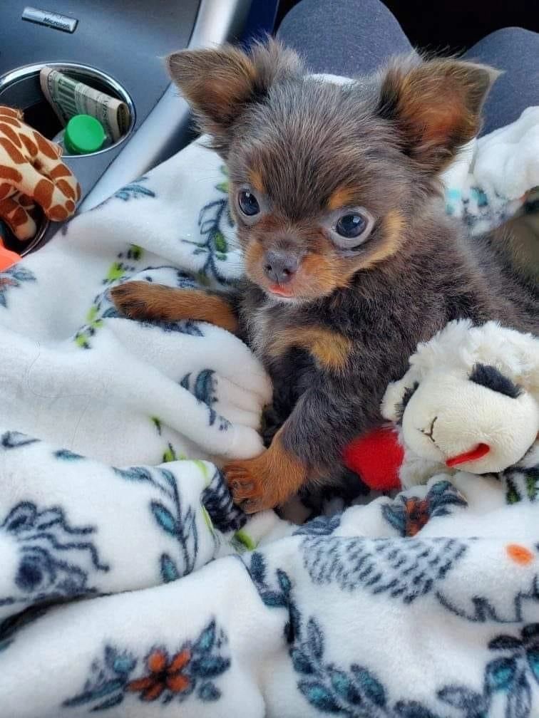 A Charlotte's Web Chihuahua