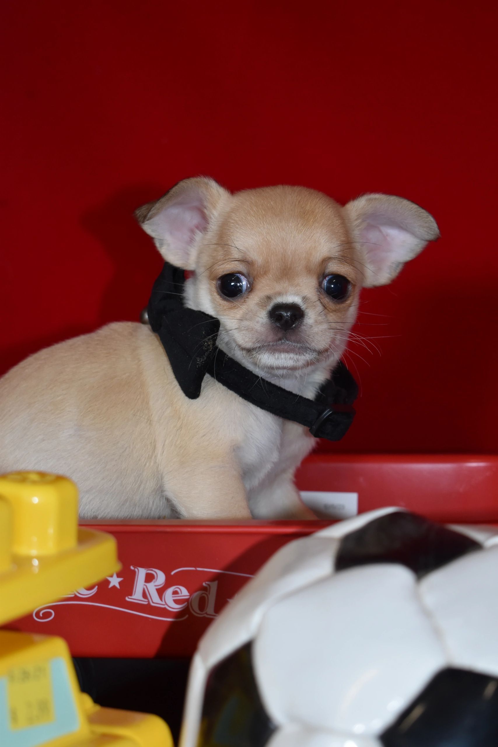 A Charlotte's Web Chihuahua