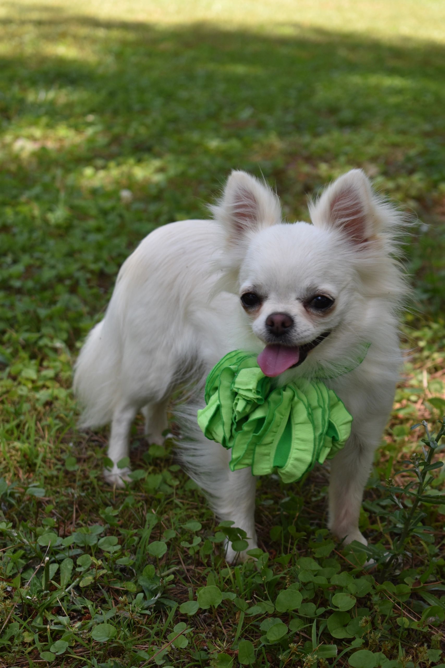 Pixie, a White Long Coat at Charlotte's Web of Chihuahuas
