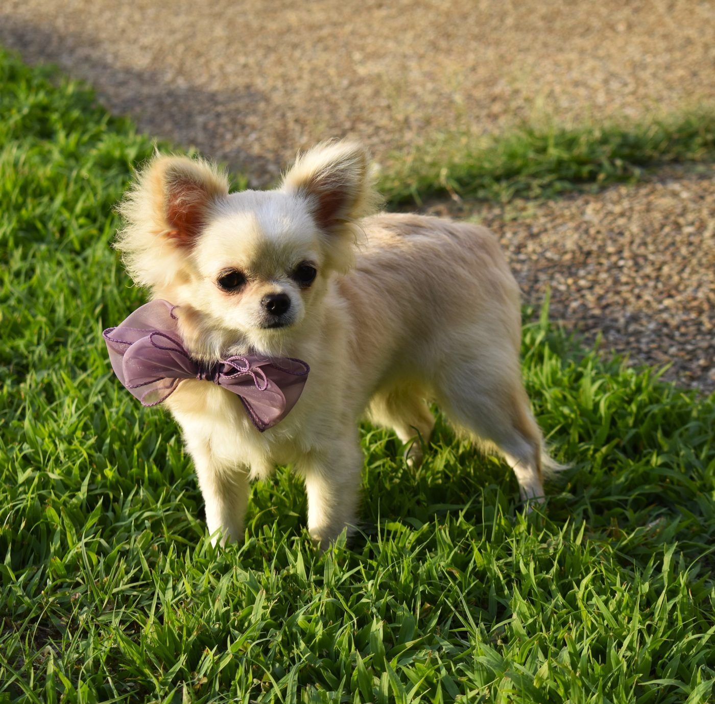 Elsa, a Cream Long Coat at Charlotte's Web of Chihuahuas