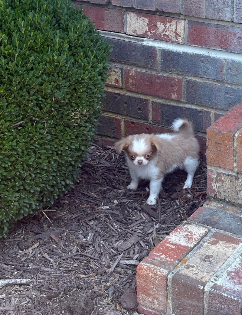 Nacho, a Chihuahua puppy