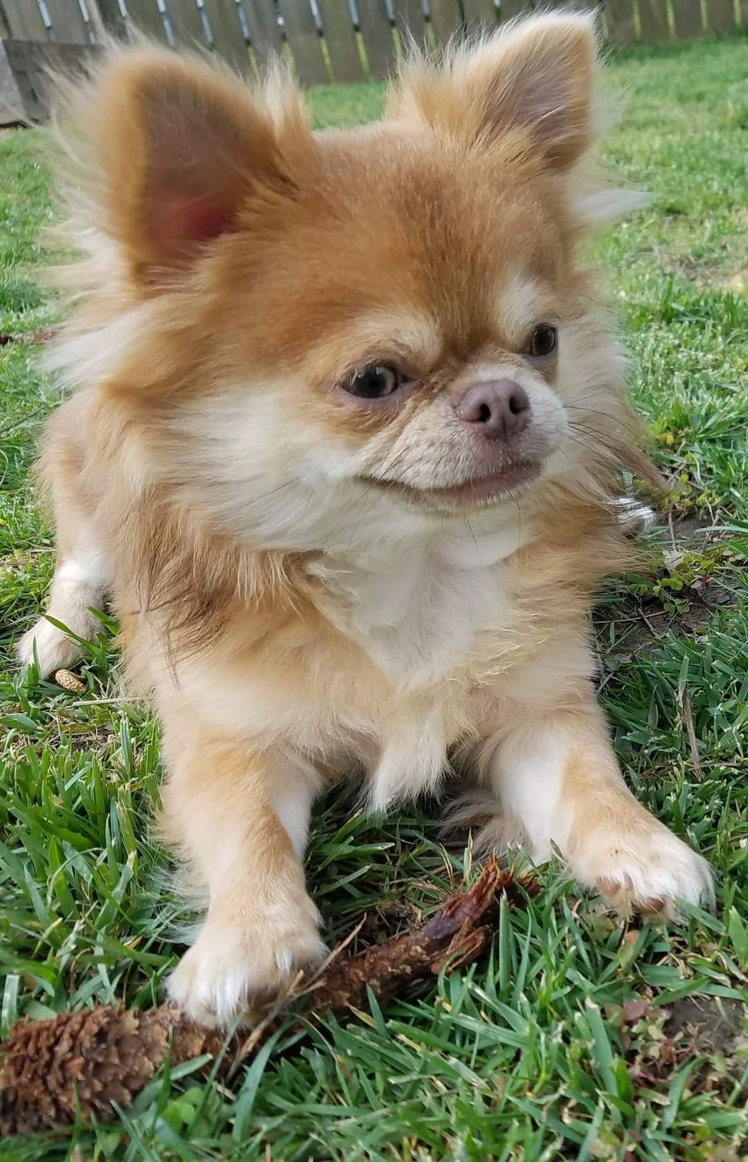 A Charlotte's Web Chihuahua