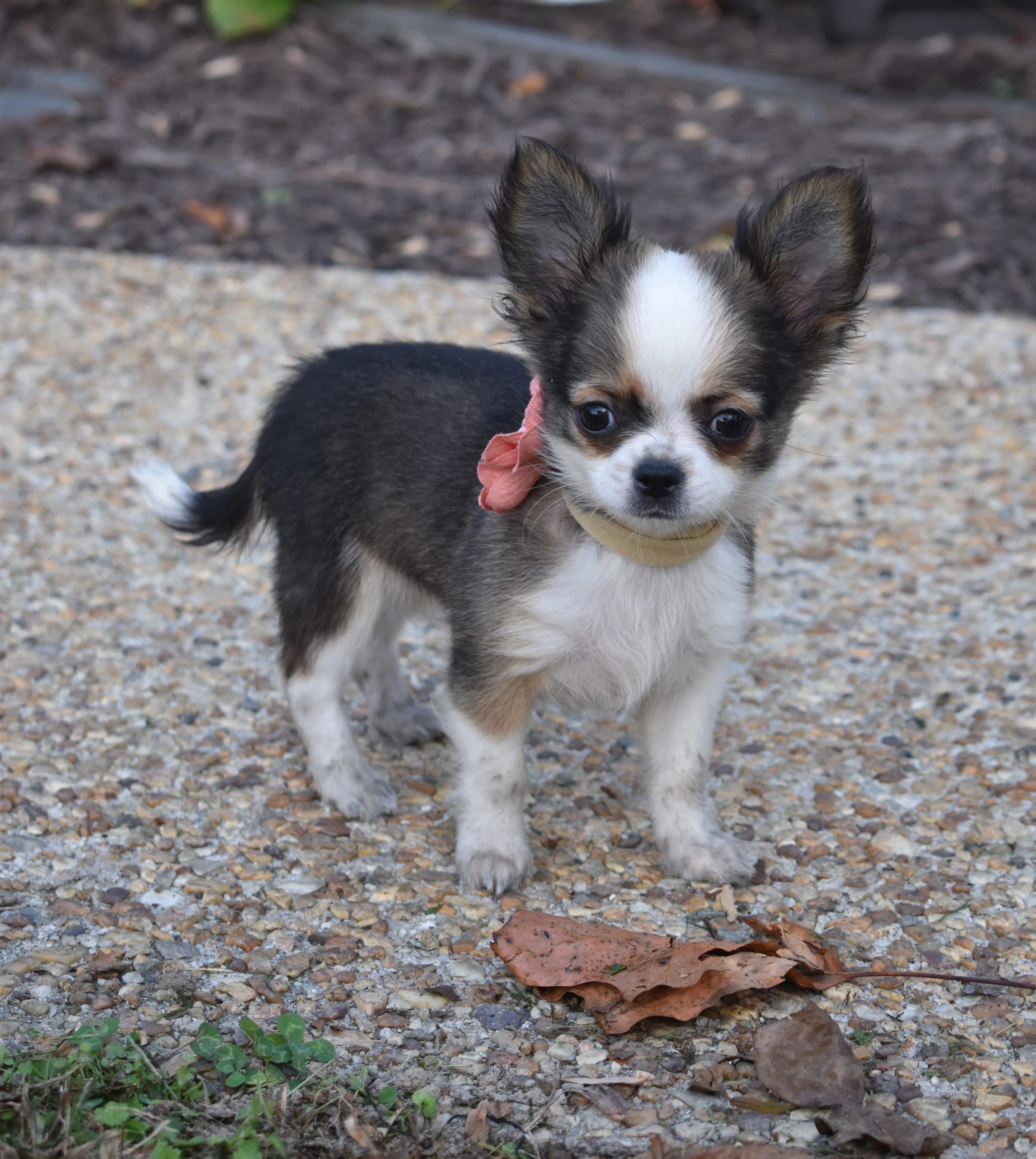 A Charlotte's Web Chihuahua